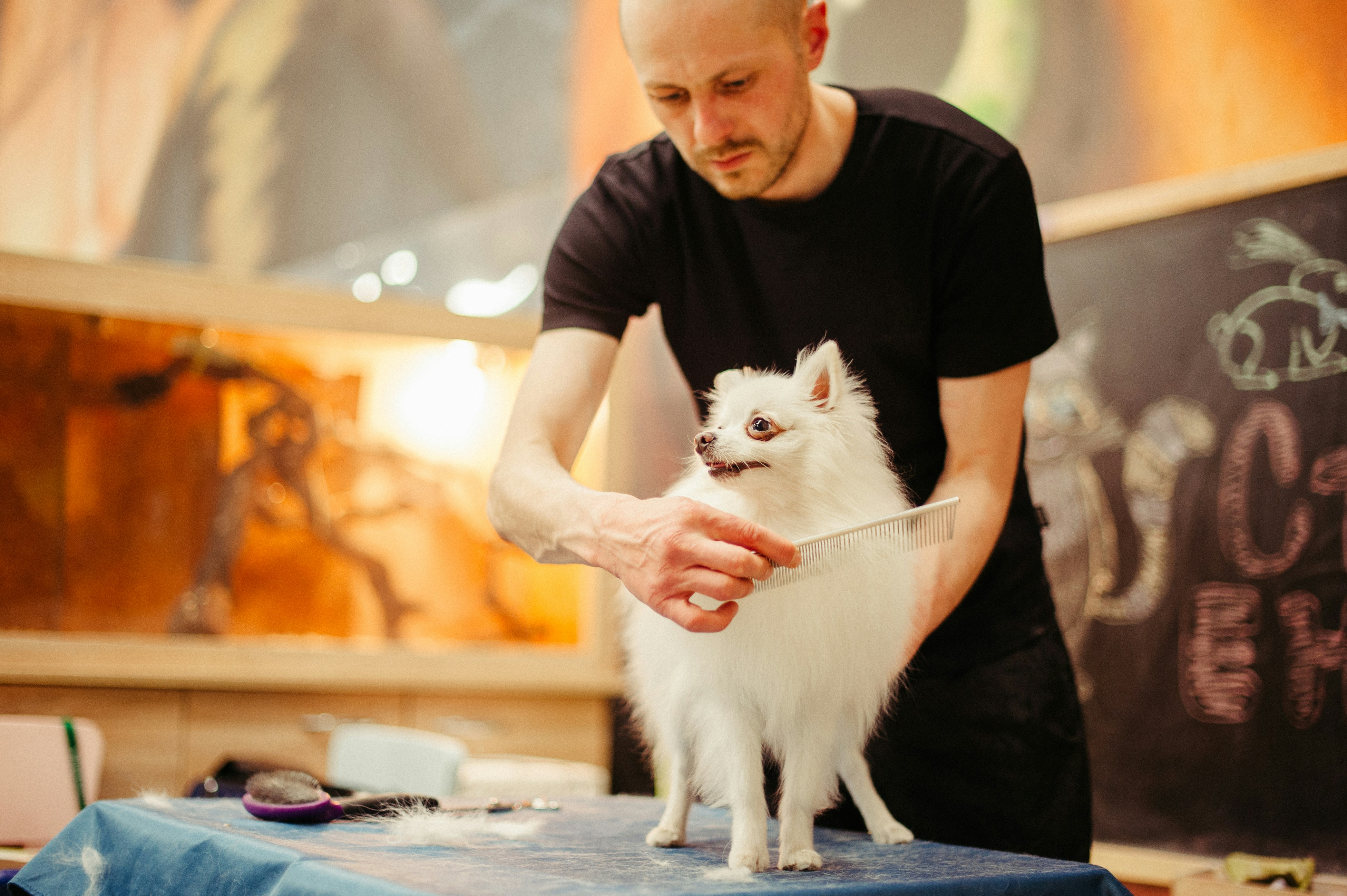 Happy groomed pets